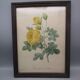 Old framed botanical engraving "yellow sulfur rose"