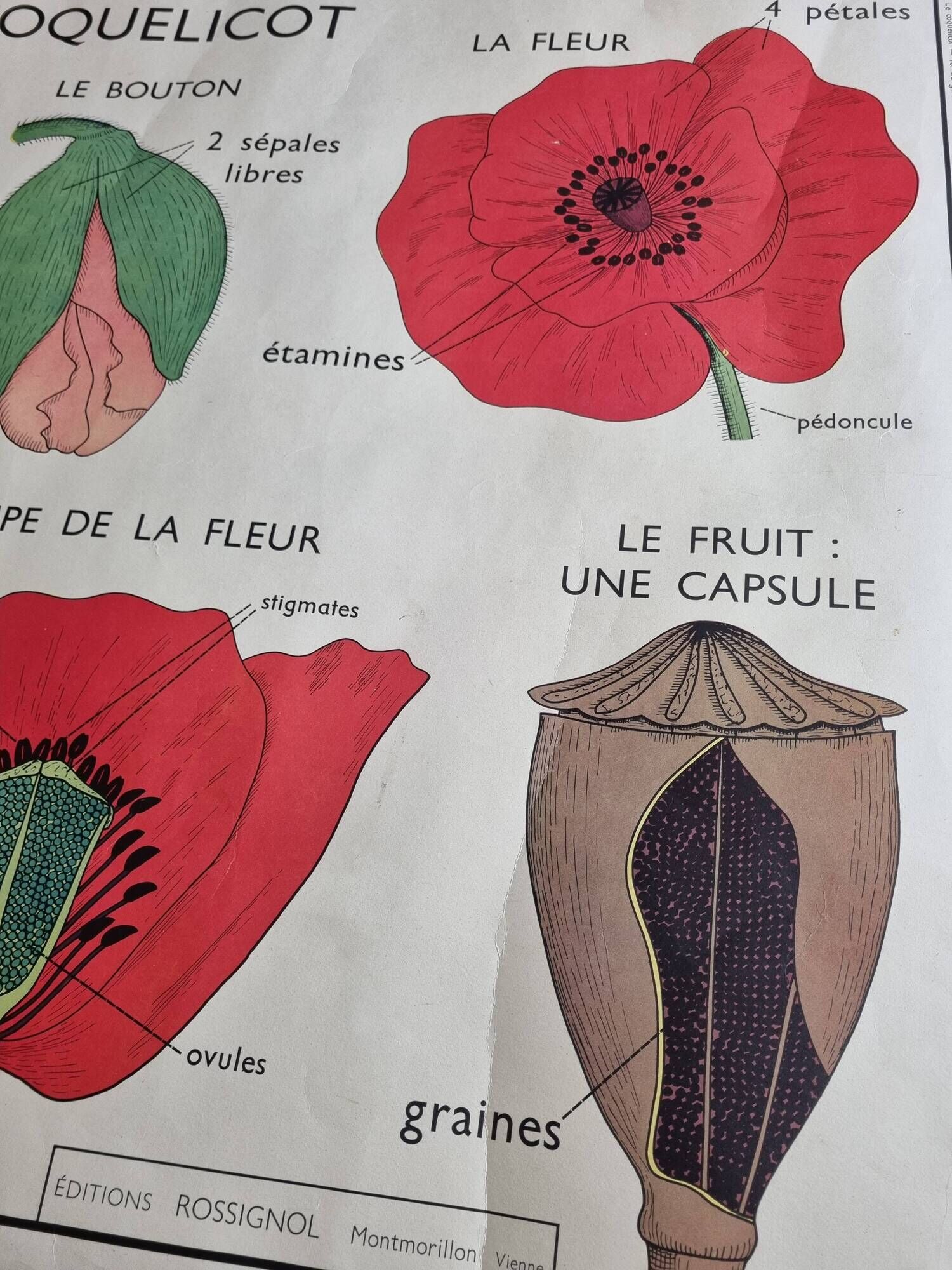 Double-sided educational poster Le Coquelicot - La Giroflée, Rossignol, 60s