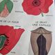 Double-sided educational poster Le Coquelicot - La Giroflée, Rossignol, 60s