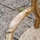 Paire de fauteuils médaillon en bois doré style Louis XVI
