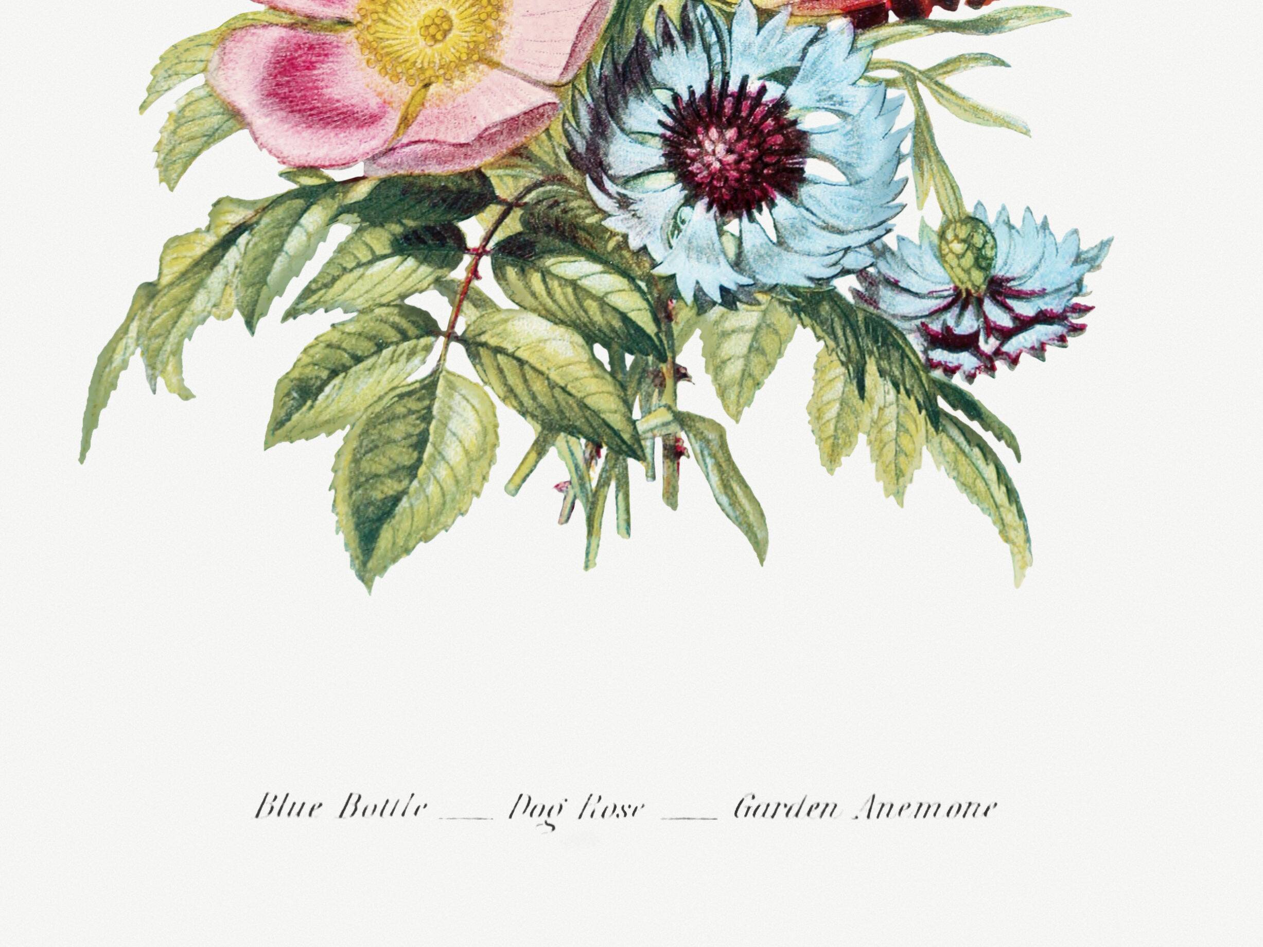 Poster featuring “Wild rose, cornflower and garden anemone”