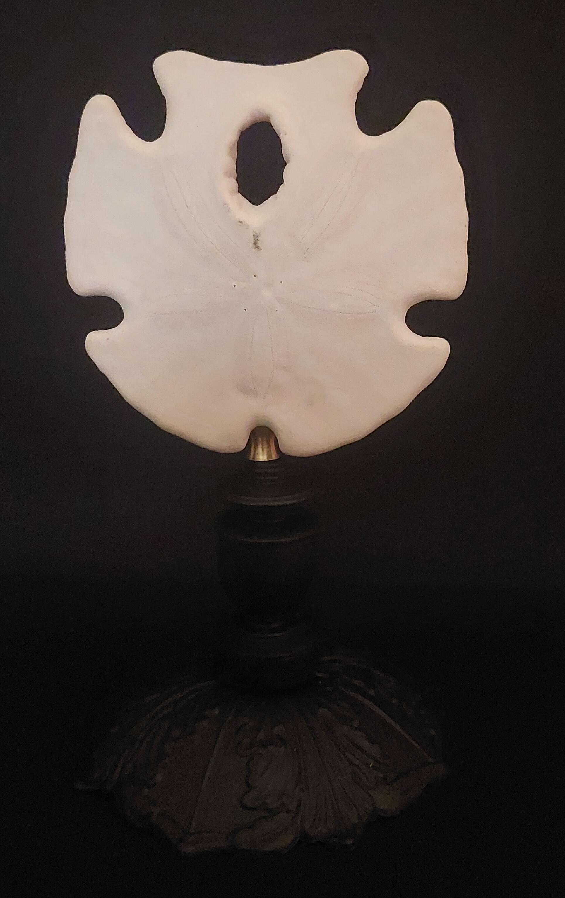 Cabinet of Curiosities sea urchin encope grandis on base