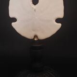 Cabinet of Curiosities sea urchin encope grandis on base