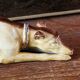 Porcelain biscuit greyhound