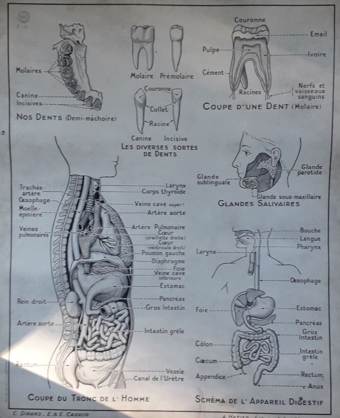 School poster science