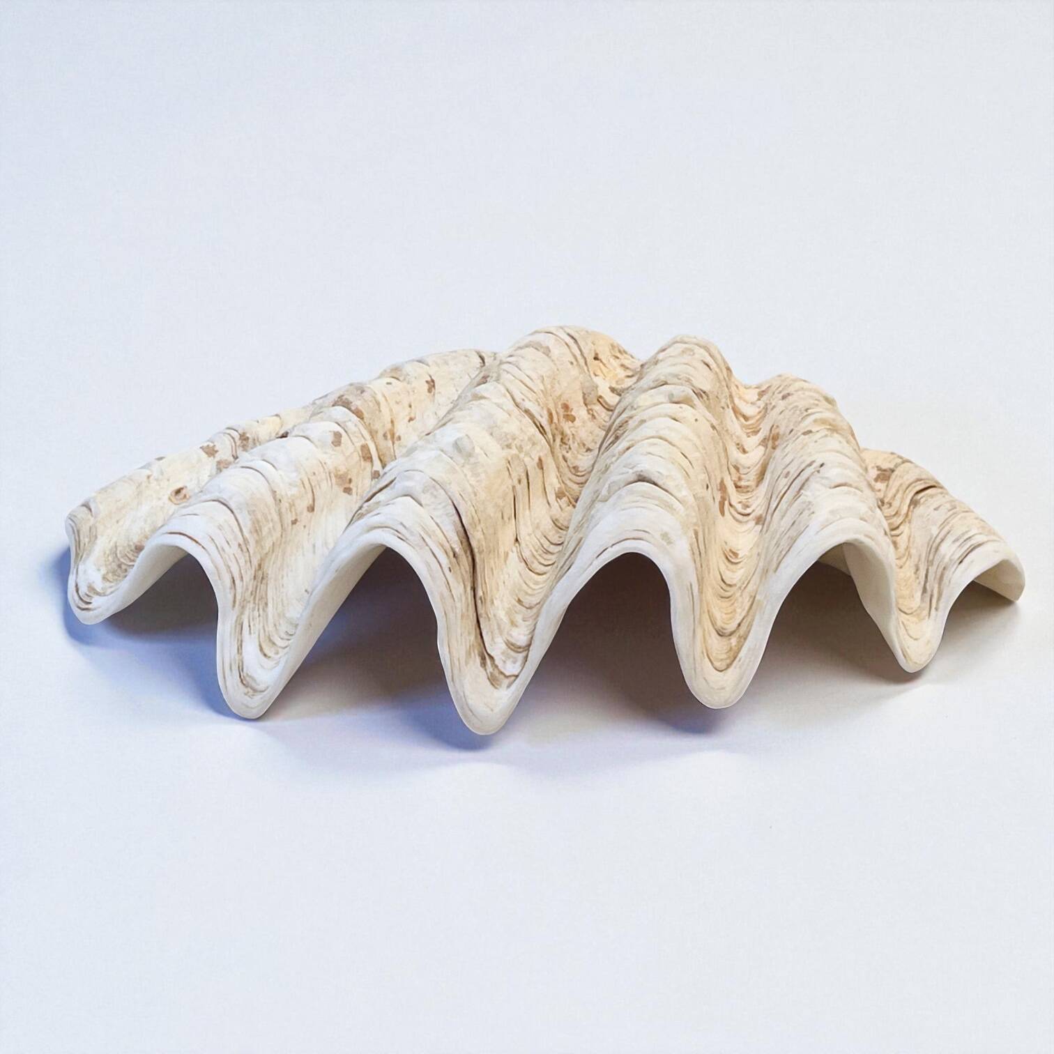 large natural Tridacna clam shell pocket emptier from the 70s