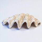 large natural Tridacna clam shell pocket emptier from the 70s