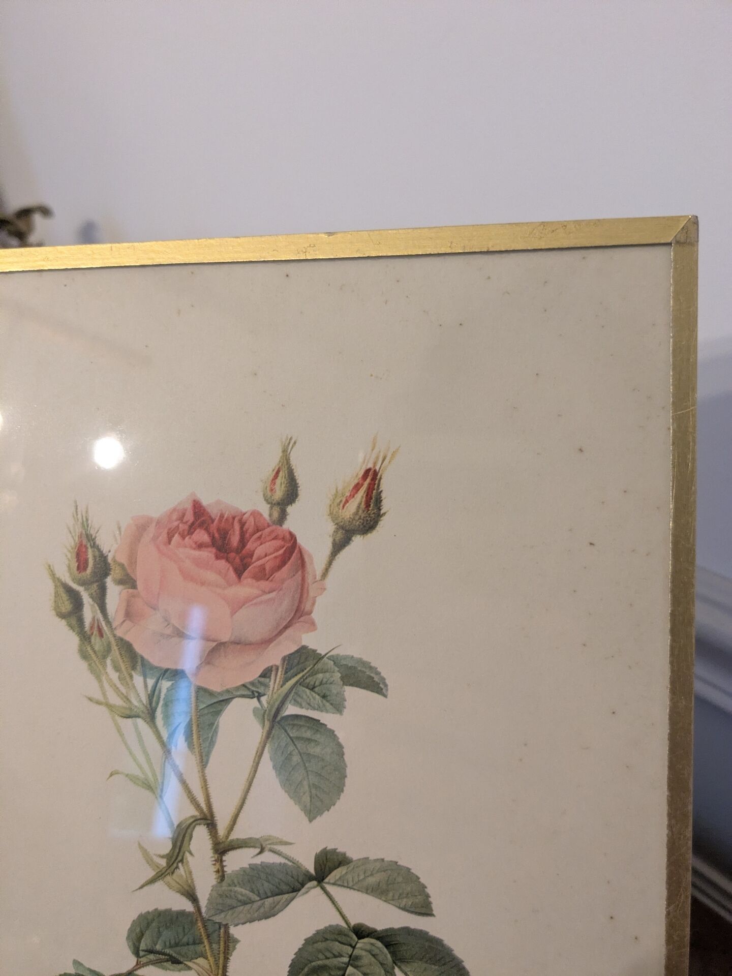 Framed lithograph of roses by P.J. Redouté