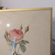 Framed lithograph of roses by P.J. Redouté