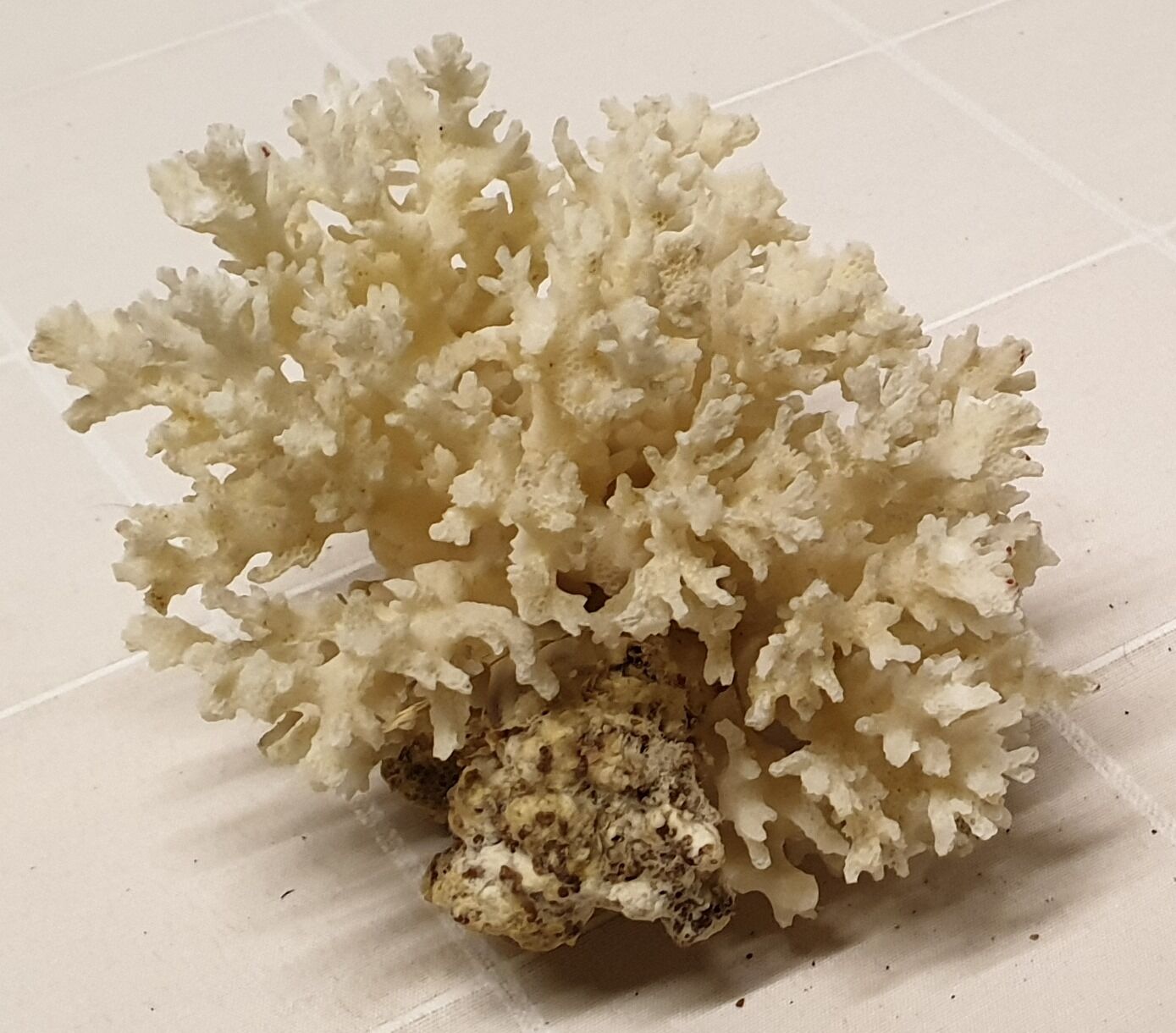 Corail blanc