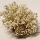 Corail blanc