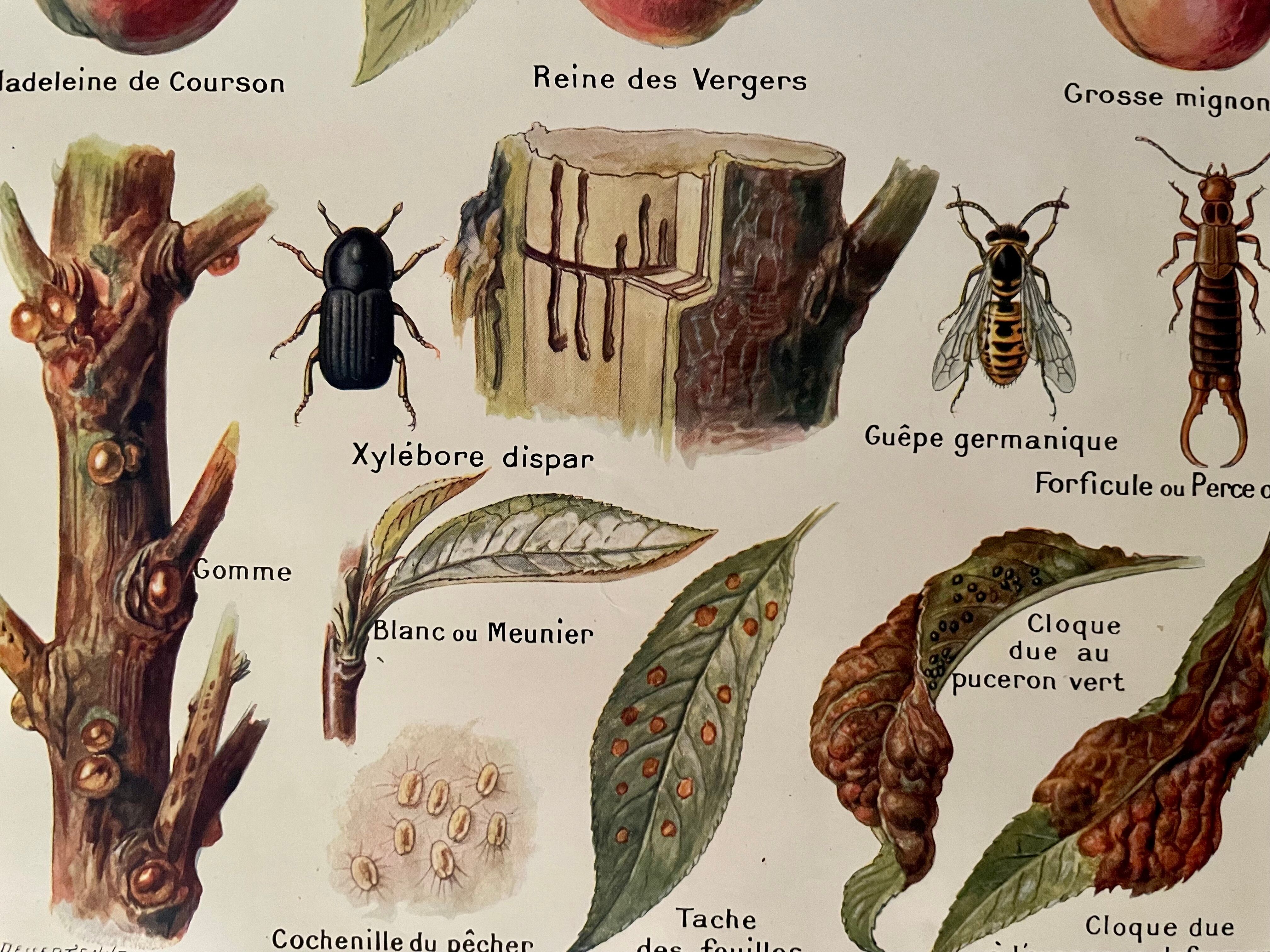 Lithographie sur le pêcher et les pêches de 1921