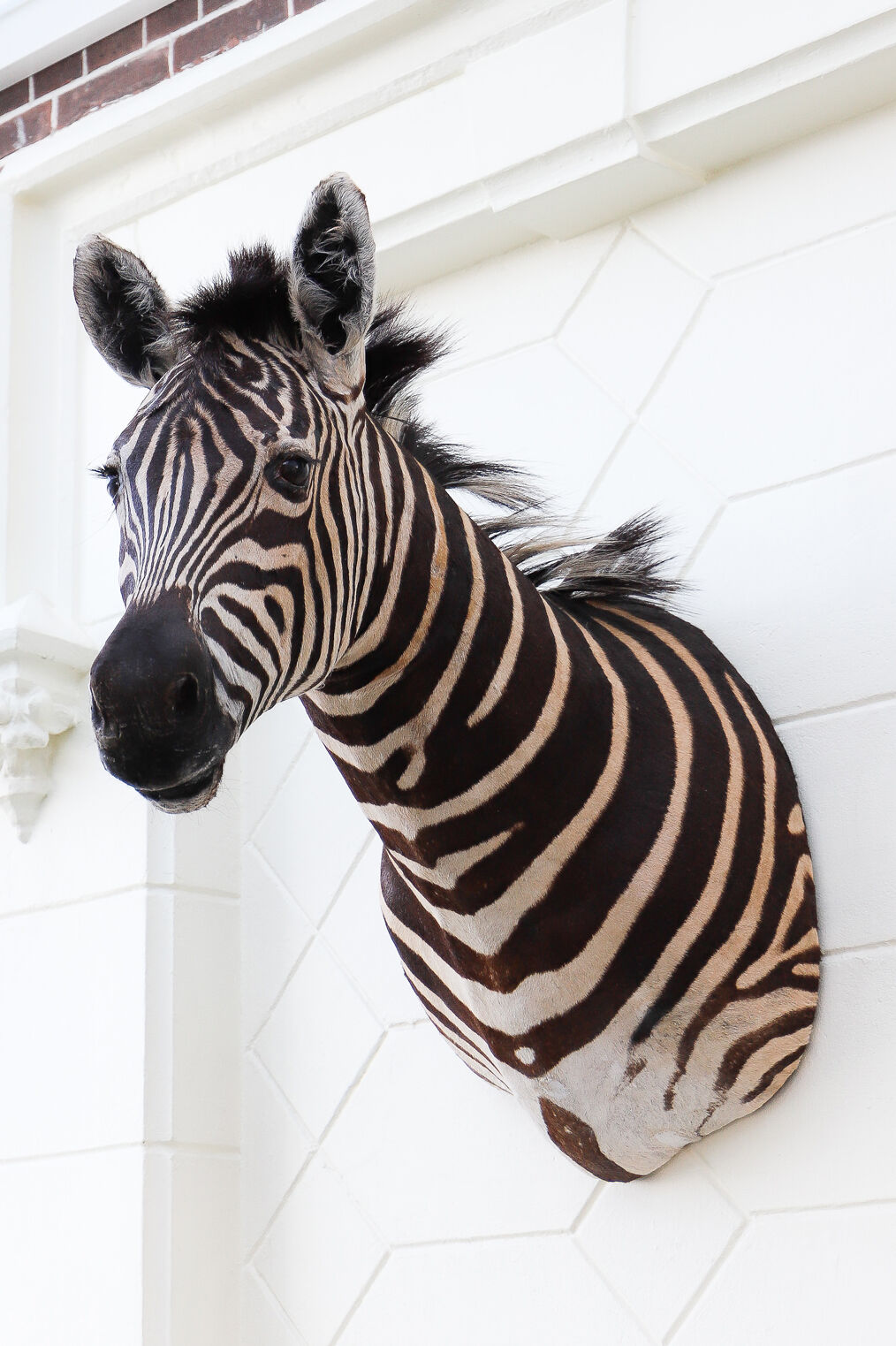 Zebra taxidermy