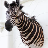 Zebra taxidermy