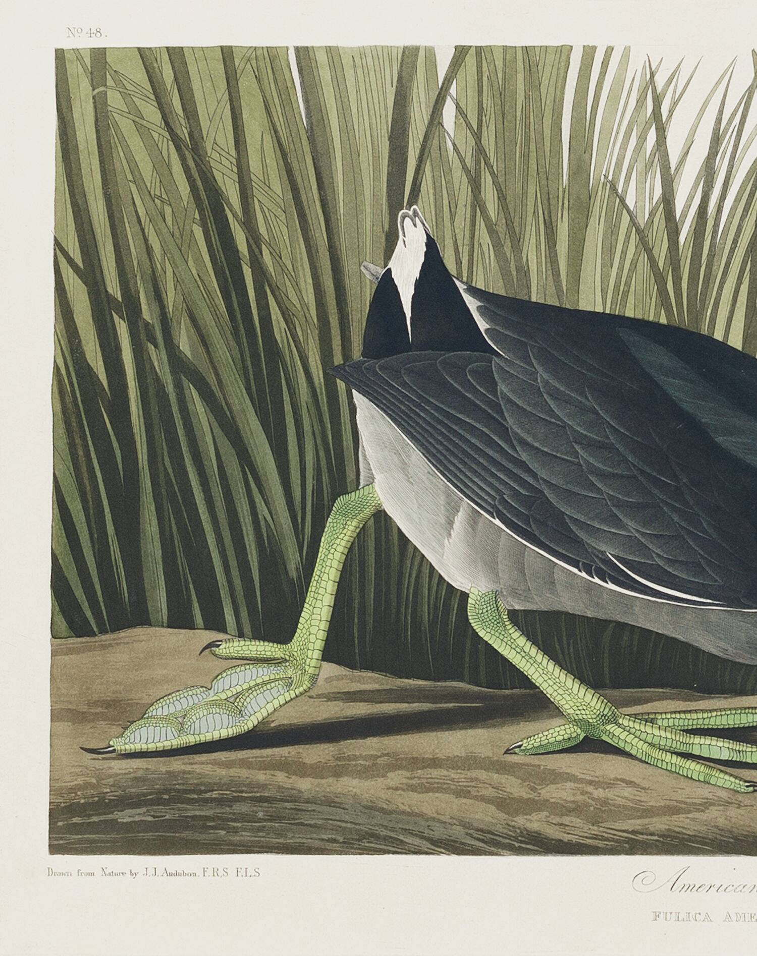 Poster about the American Coot, based on an old engraving from 1827.