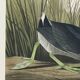 Poster about the American Coot, based on an old engraving from 1827.