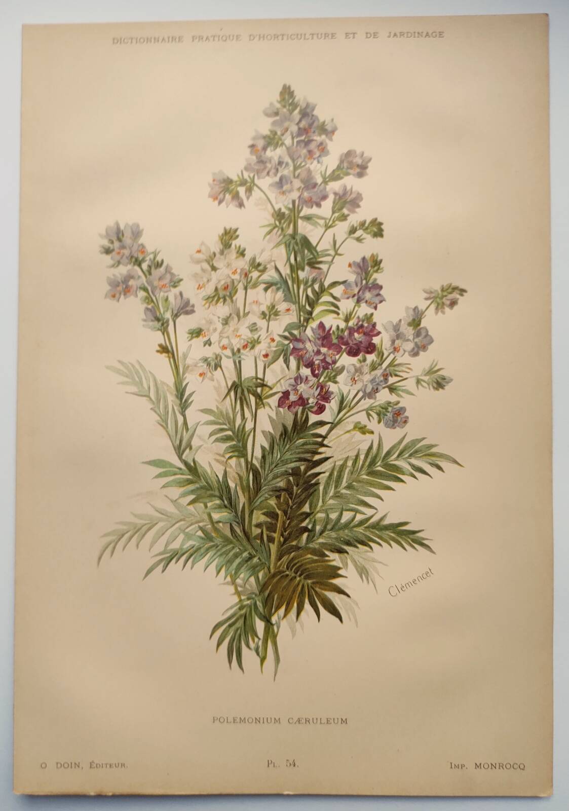 Planche botanique de 1897 - Polémoine Bleue - Gravure originale de fleur de Clemencet