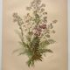 Planche botanique de 1897 - Polémoine Bleue - Gravure originale de fleur de Clemencet