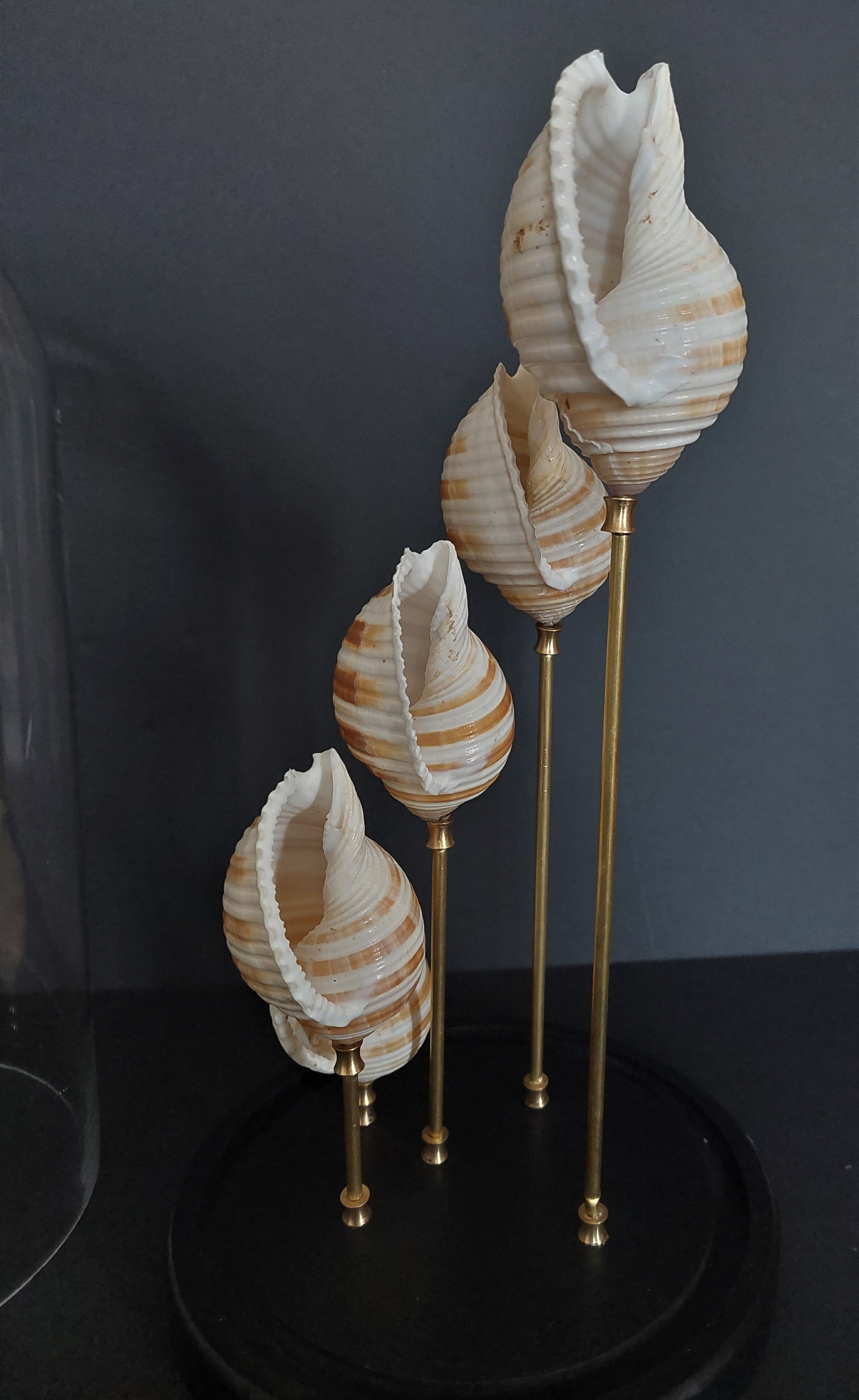 Cabinet of Curiosities globe shells tonna sulcosa