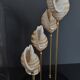 Cabinet of Curiosities globe shells tonna sulcosa