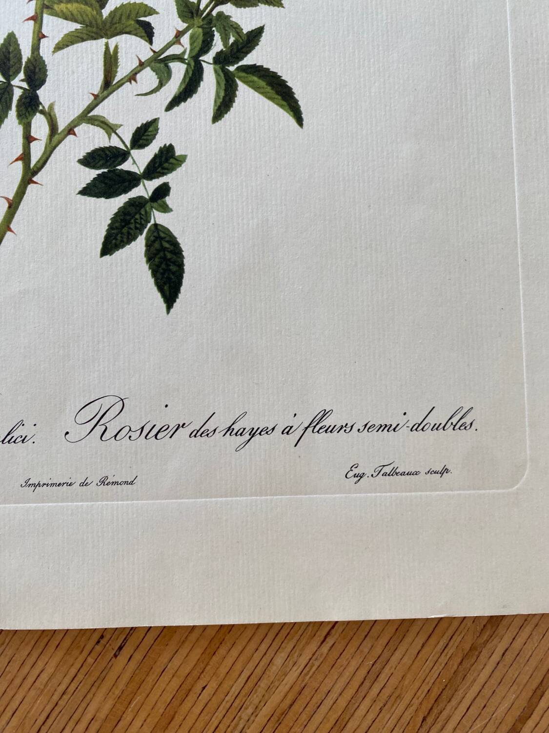 Botanical lithograph PJ Redouté Rosier des Hayes