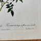 Botanical lithograph PJ Redouté Rosier des Hayes
