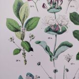 Affiche sur les plantes d'après une gravure de 1881 "fusain"