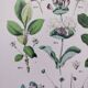Poster on plants based on an 1881 "charcoal" engraving