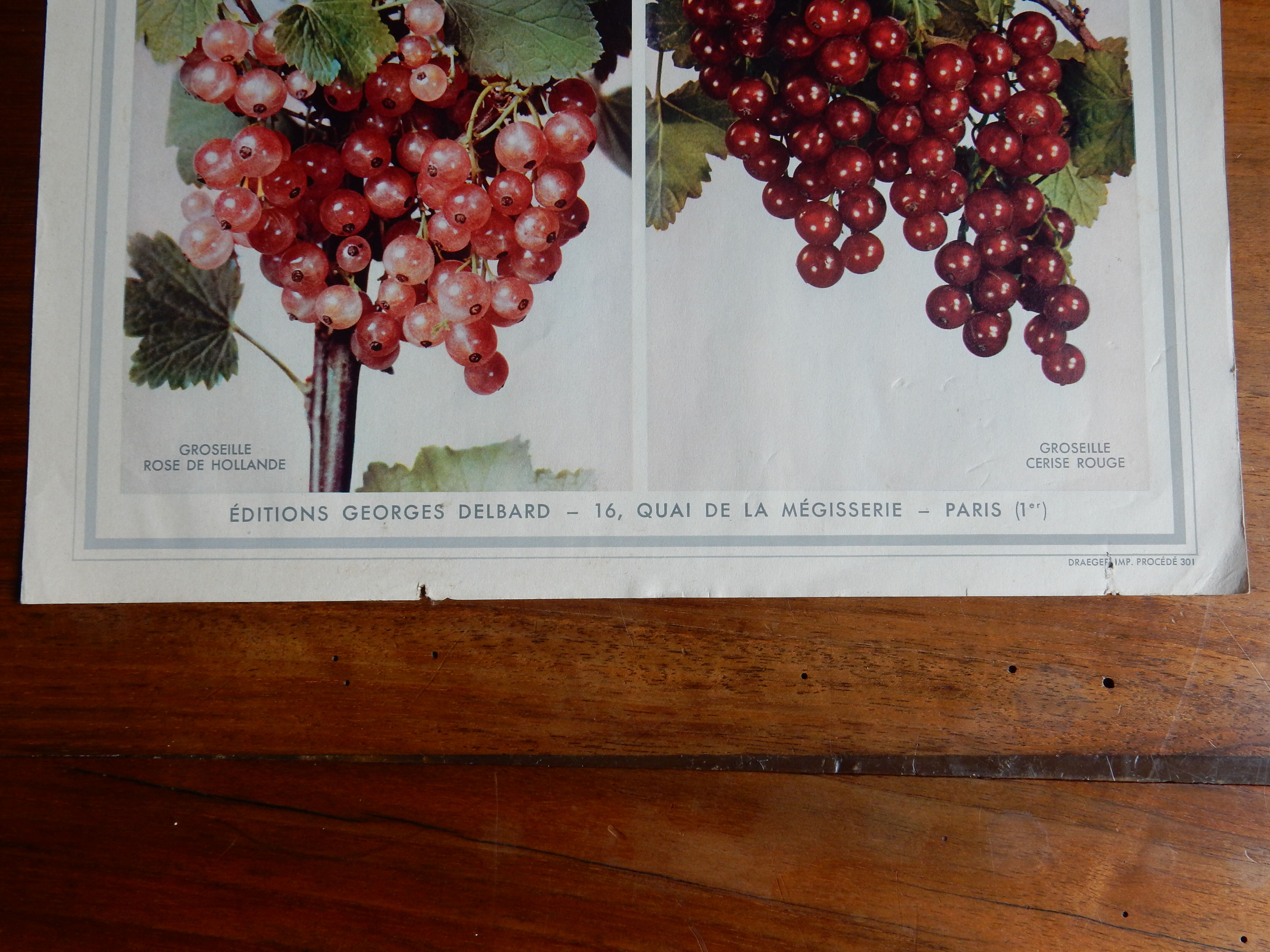 Botanical poster on groselles 1947