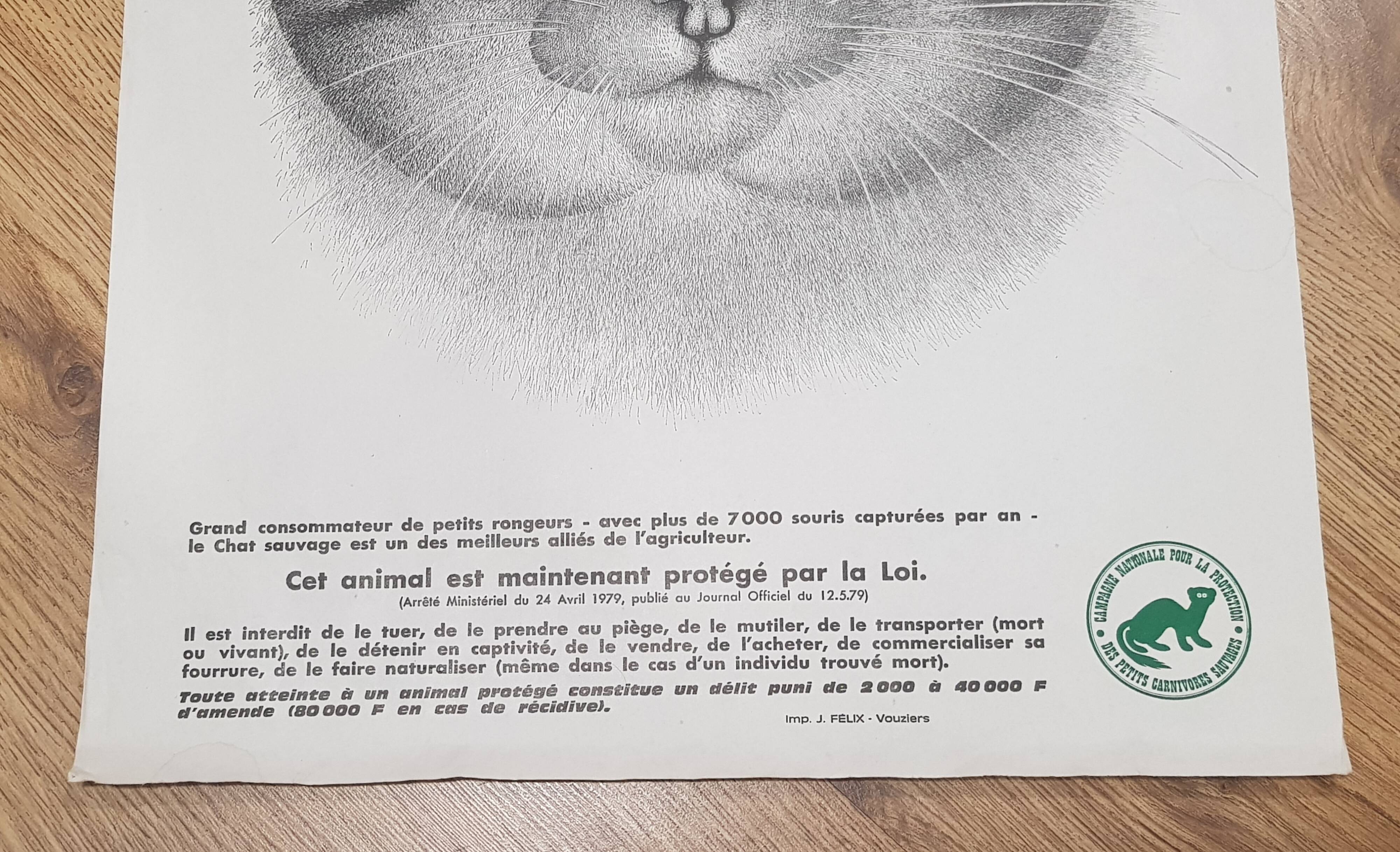 70's wild cat protection poster