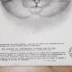70's wild cat protection poster