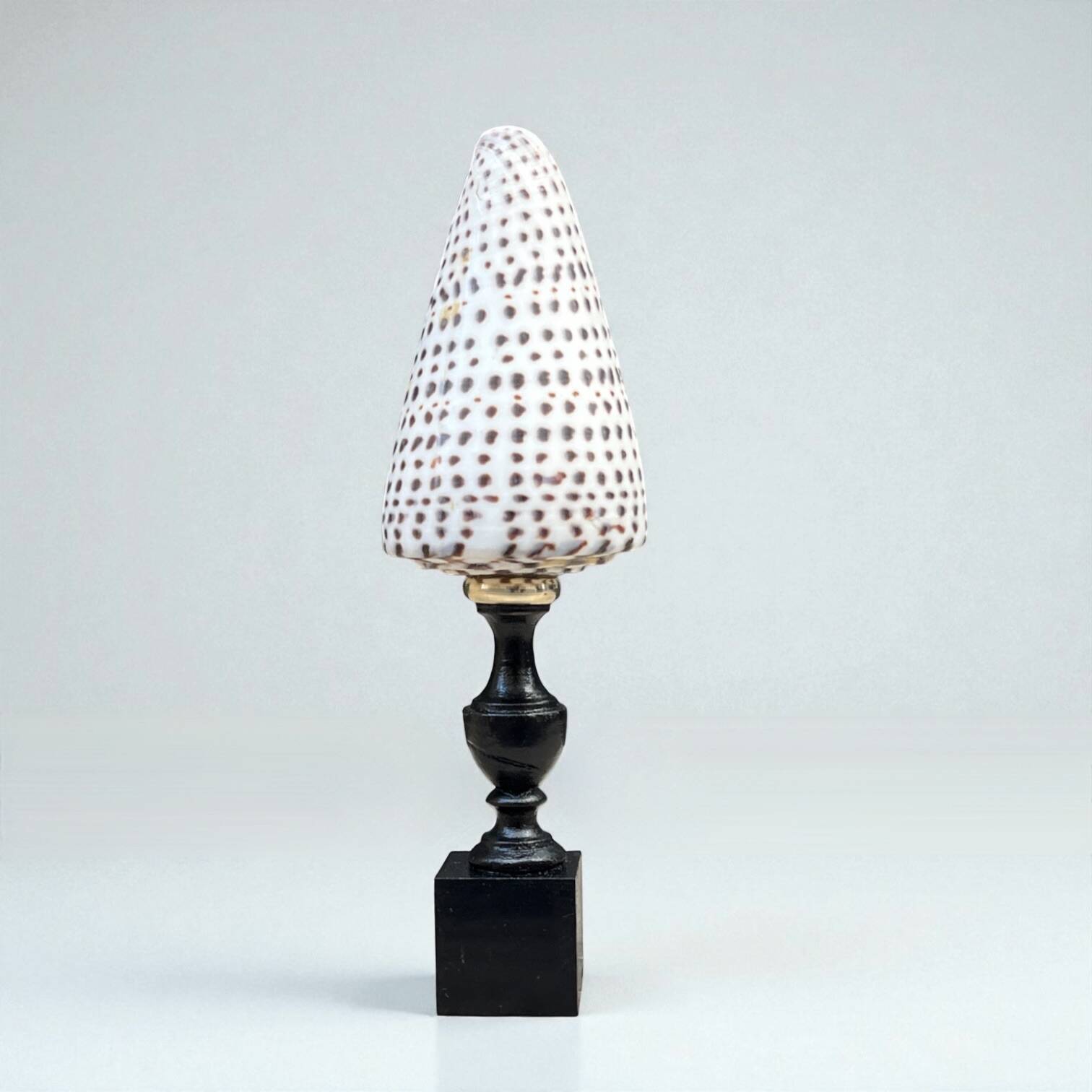 Cabinet of Curiosities: Conus shell on a blackened wooden base, 19th century