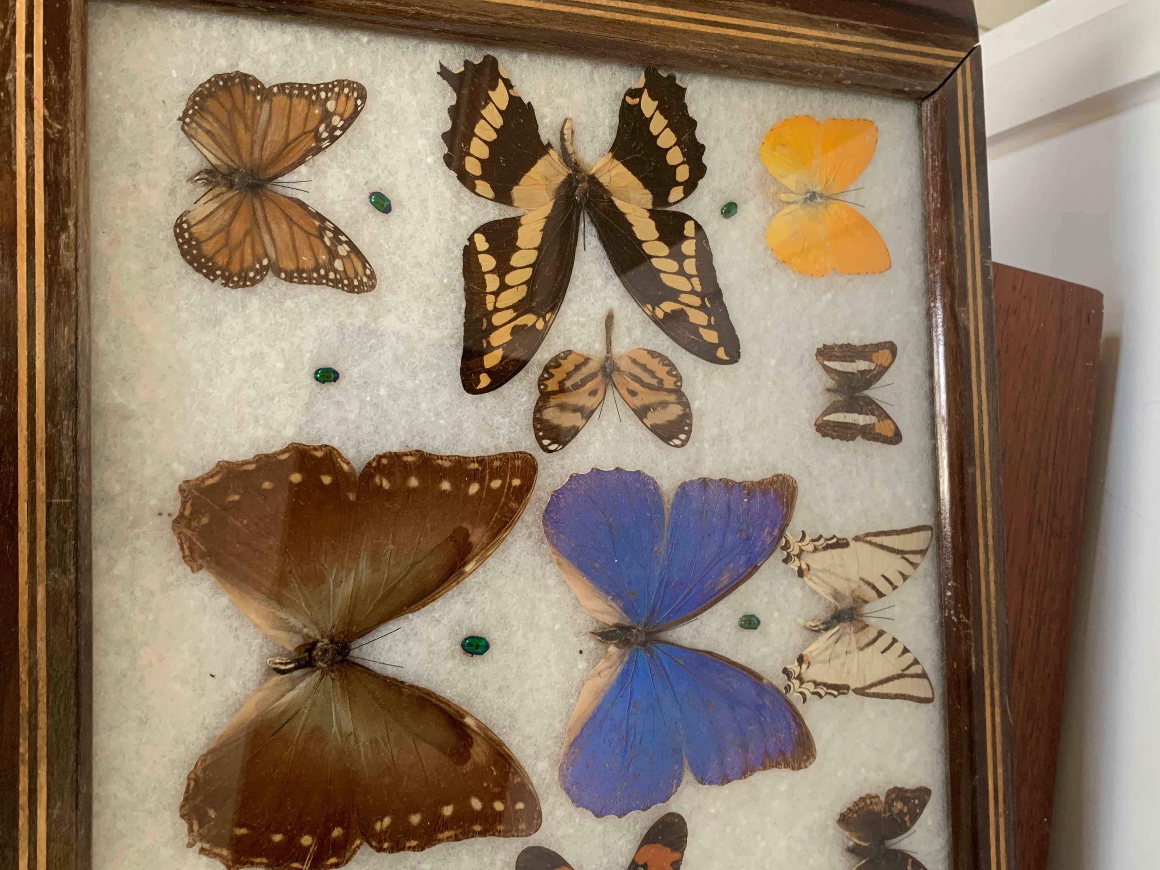 Butterfly tray stuffed under glass