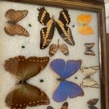 Butterfly tray stuffed under glass