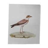 Zoological poster depicting a Herodotus plover