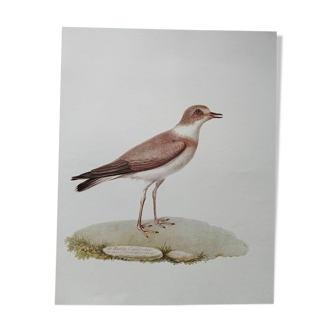 Zoological poster depicting a Herodotus plover