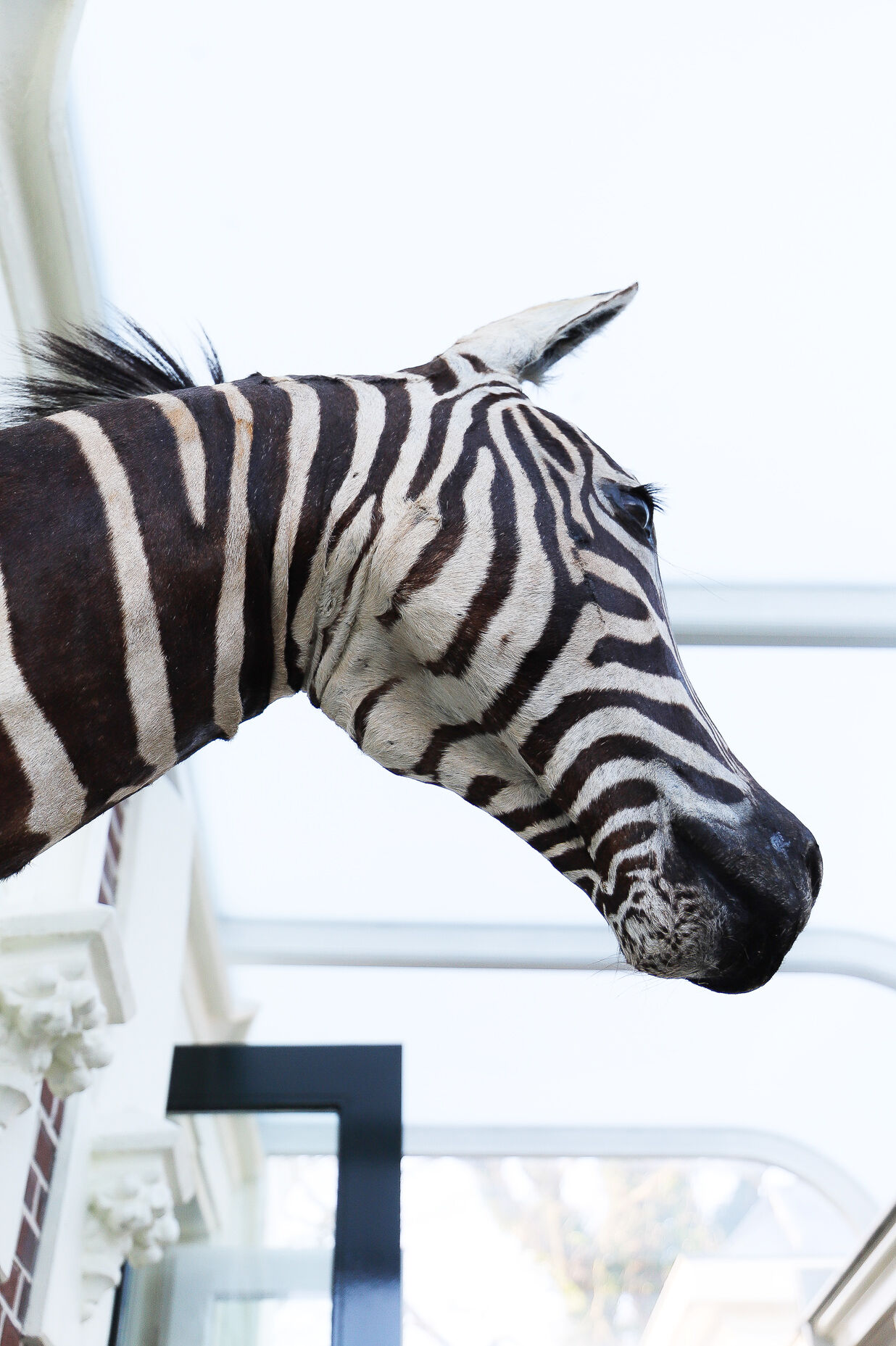 Zebra taxidermy