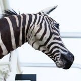 Zebra taxidermy