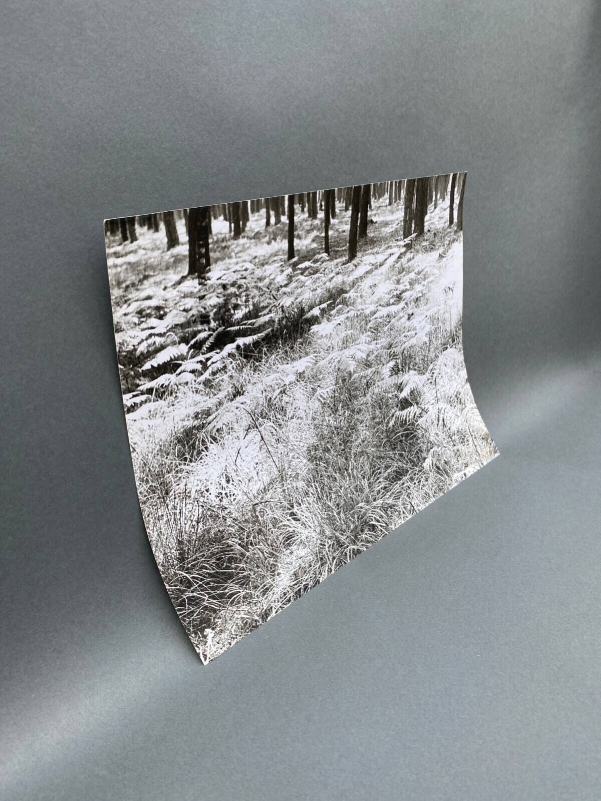 Film photography Bernard Darot Parterre of ferns 20th century