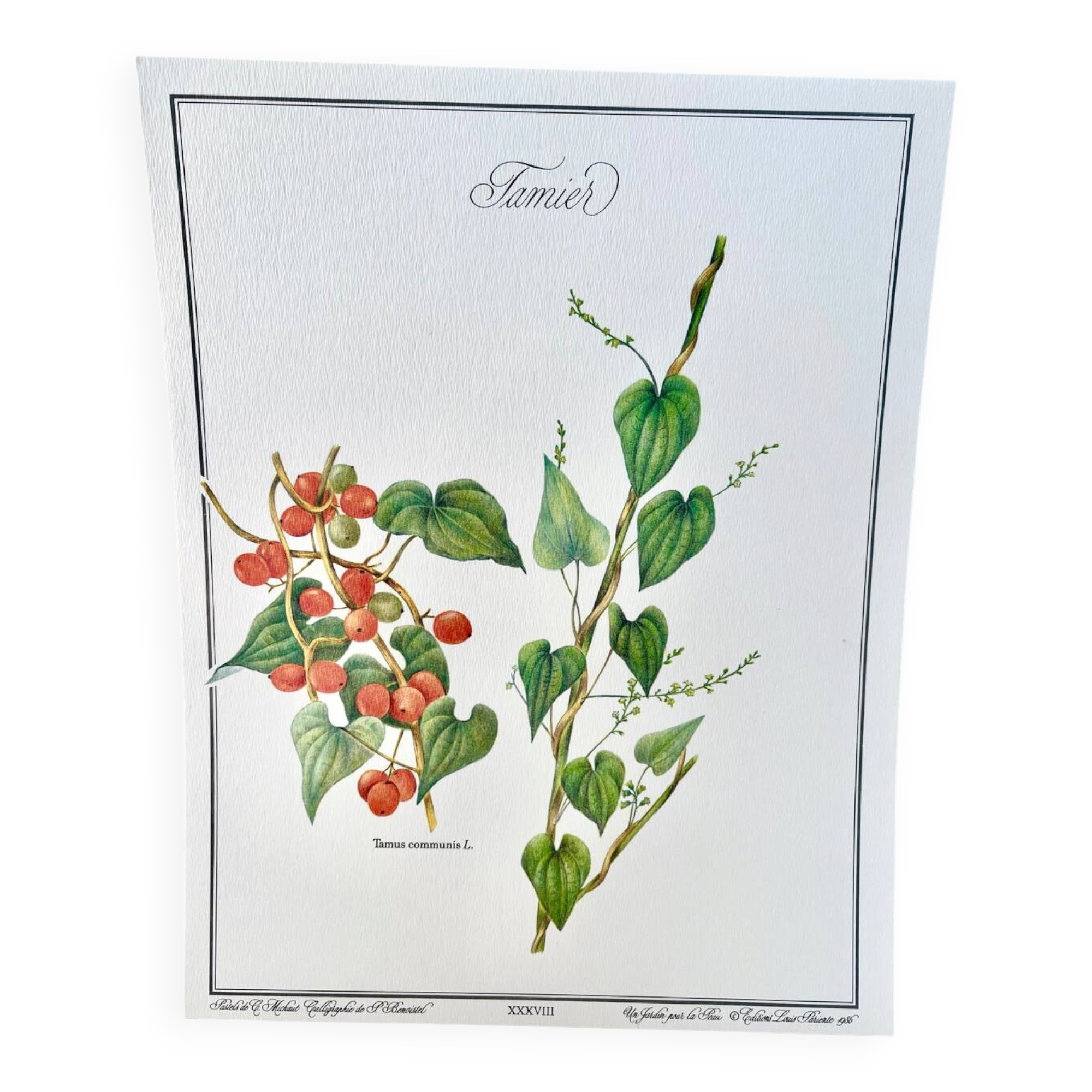 Botanical plate – Bitter vine (Tamus communis L.) – Louis Pariente, 1986