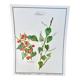 Botanical plate – Bitter vine (Tamus communis L.) – Louis Pariente, 1986