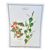 Botanical plate – Bitter vine (Tamus communis L.) – Louis Pariente, 1986