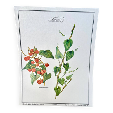 Botanical plate – Bitter vine (Tamus communis L.) – Louis Pariente, 1986