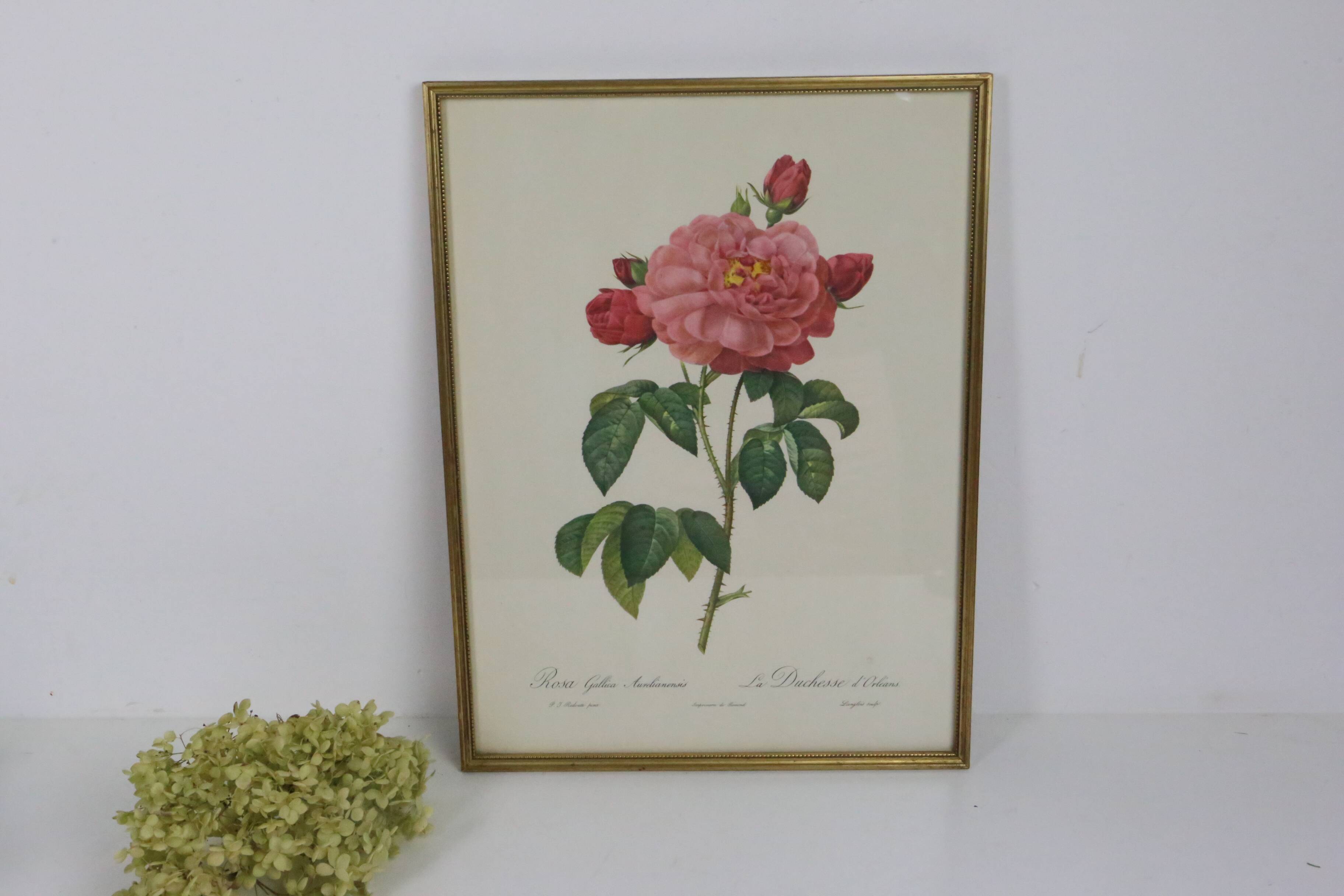 Great Redouté Lithograph