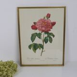 Great Redouté Lithograph