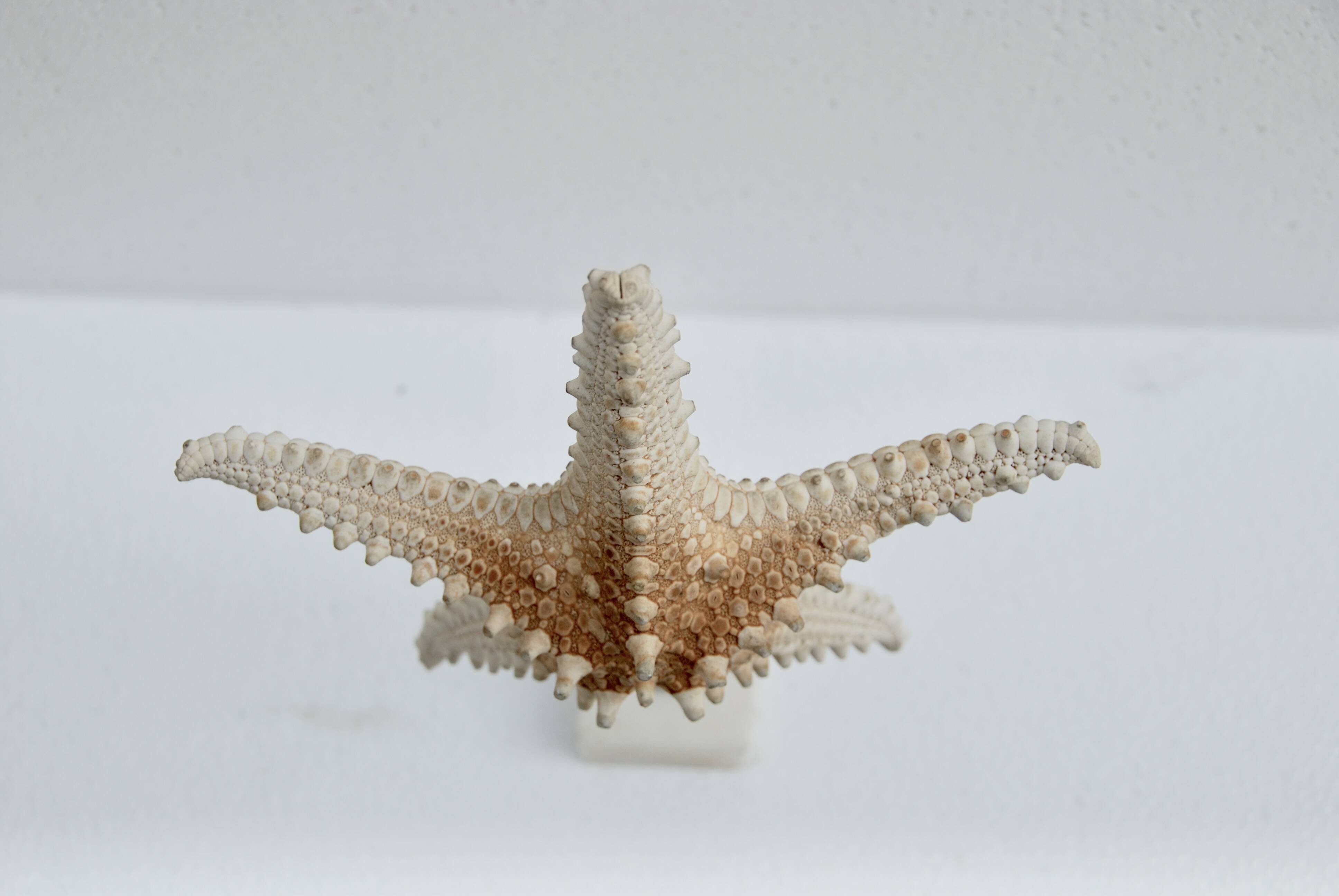 Cabinet of natural starfish curiosities on shell marble base