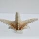 Cabinet of natural starfish curiosities on shell marble base