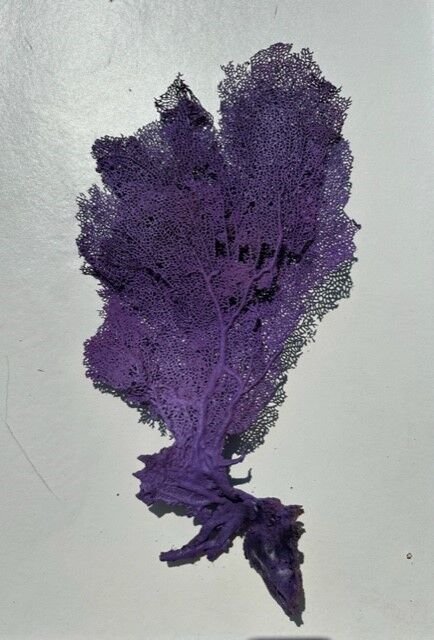 Natural purple gorgon n°2 cabinet of curiosities 41cm x 22cm