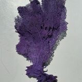 Natural purple gorgon n°2 cabinet of curiosities 41cm x 22cm