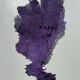 Gorgone violette naturelle n°2 cabinet de curiosité 41cm x 22cm